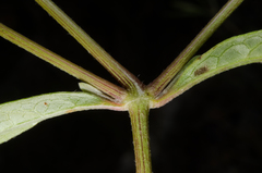 Achyranthes talbotii