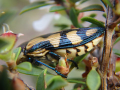 Castiarina adelaidae