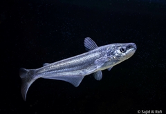 Silond Catfish photo 1