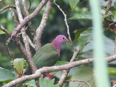 Ptilinopus porphyreus