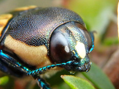 Castiarina adelaidae