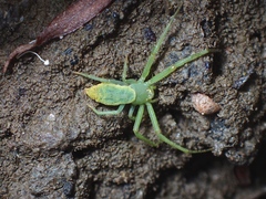 Cetratus rubropunctatus