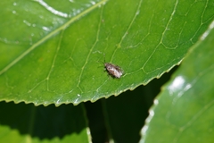Rhypodes
