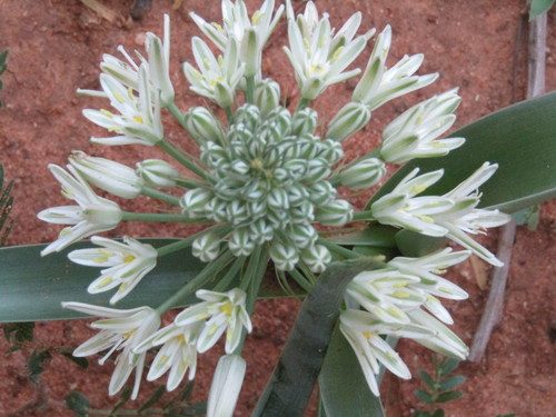 Bushveld Slimelily