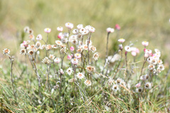 Achyranthemum affine