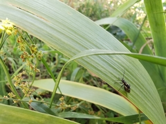 Capsodes sulcatus