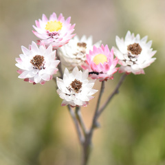 Achyranthemum affine