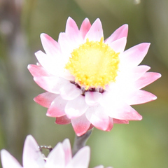 Achyranthemum affine