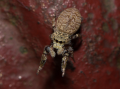 Rhene yunnanensis