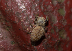 Rhene yunnanensis