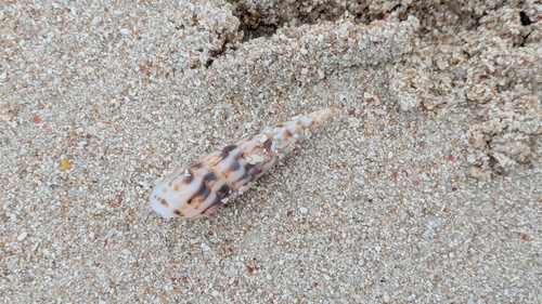 Oxymeris chlorata observed 2025-09-06