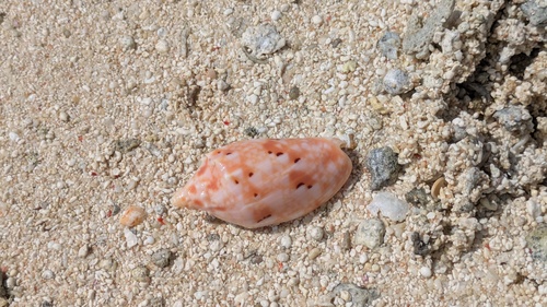 Cymbiolacca pulchra observed 2025-09-06