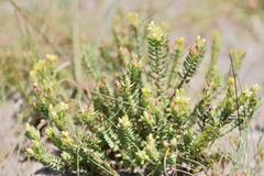 Gnidia styphelioides