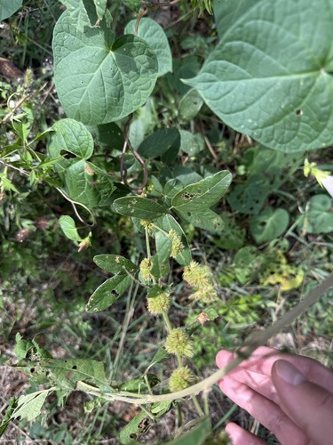 Lespedeza tomentosa, photograph 2