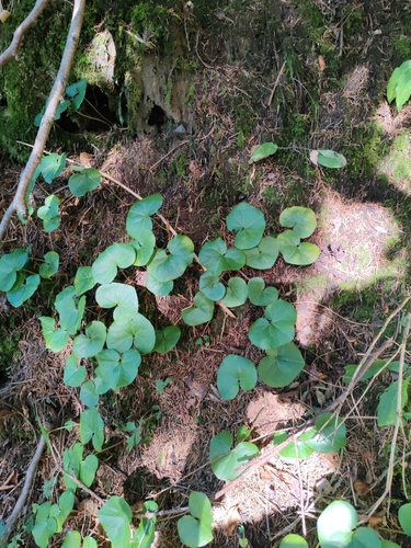 Caucasian Asarum (Asarum caucasicum)