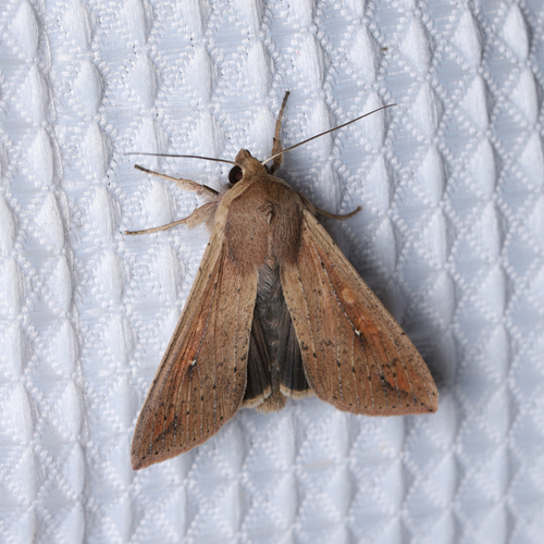 Armyworm Moth photo 6