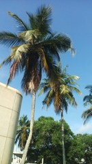 Arecaceae