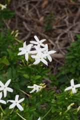Jasminum angulare