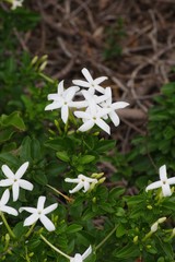Jasminum angulare