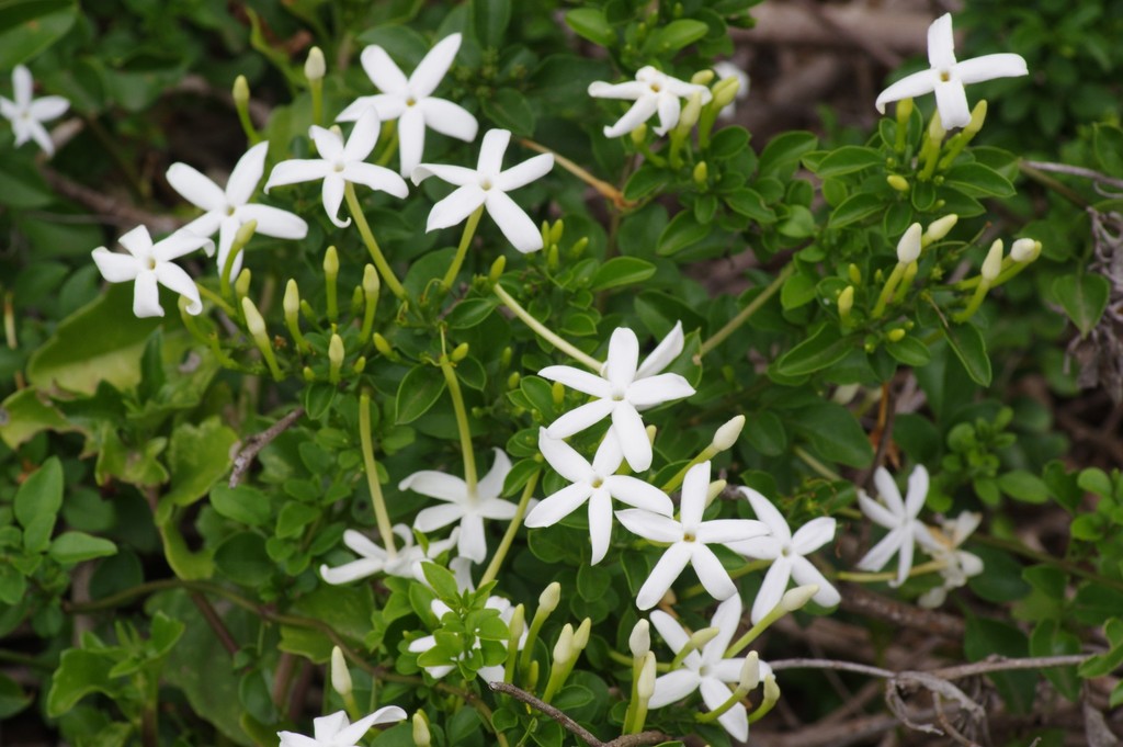 Angular Jasmine