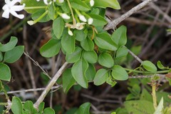 Jasminum angulare