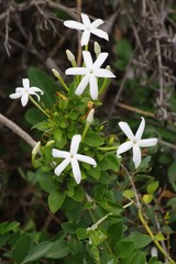 Jasminum angulare