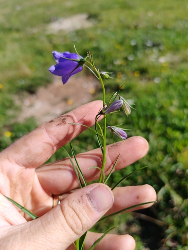 Paniculate Bellflower (Campanula witasekiana)