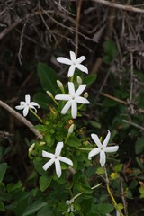 Jasminum angulare