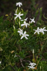 Jasminum angulare