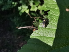 Capsodes flavomarginatus