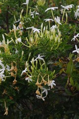 Jasminum angulare
