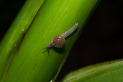 Helicarionidae