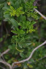 Jasminum angulare