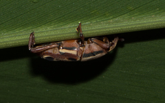 Sphenocorynes kosempoensis