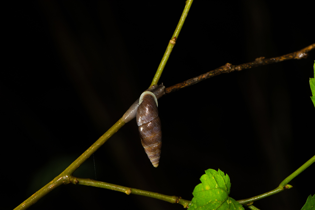Luchuena taivanica