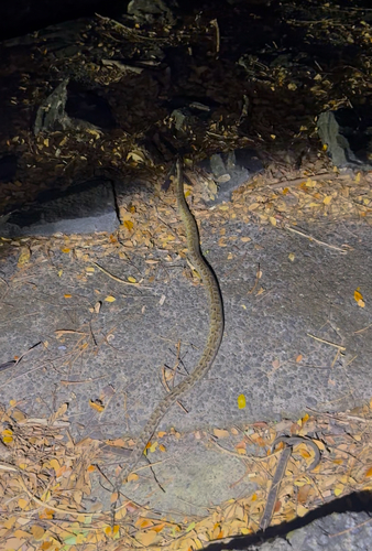 Spotted Python sighting