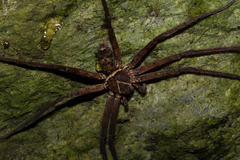 Heteropoda simplex