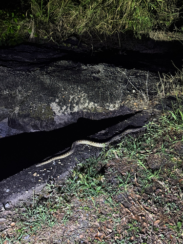 Spotted Python sighting