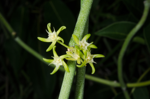 Madagascar Caustic Vine (Cynanchum luteifluens)