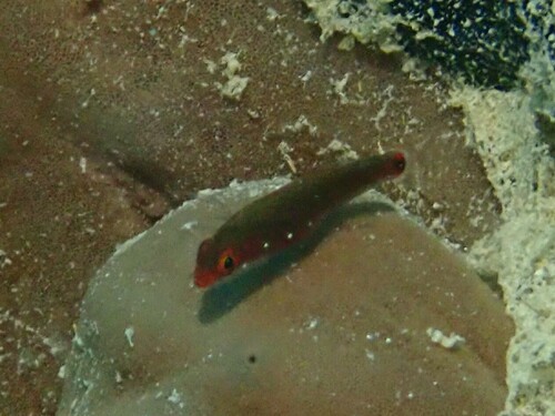 Lachdeberes dwerggrondel (Eviota lachdeberei) — Gobiidae — 3