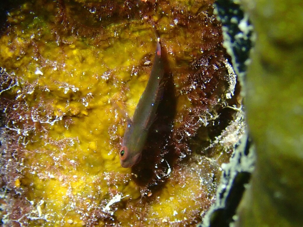 Lachdebere's pygmy goby (Eviota lachdeberei) — Gobiidae