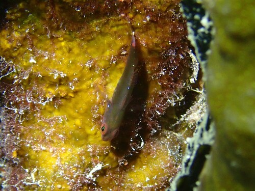 Lachdebere's pygmy goby (Eviota lachdeberei) — Gobiidae