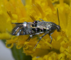 Lithariapteryx abroniaeella