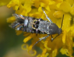 Lithariapteryx abroniaeella