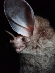 Chrotopterus auritus