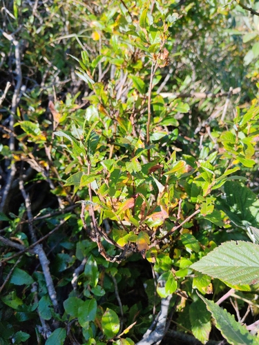 Waldstein willow (Salix waldsteiniana)