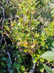 Salix waldsteiniana, photograph (c) Ljaž, some rights reserved (CC BY)