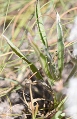 Pelargonium auritum carneum