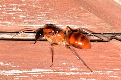 Camponotus nigriceps