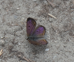 Lycaena caerulea